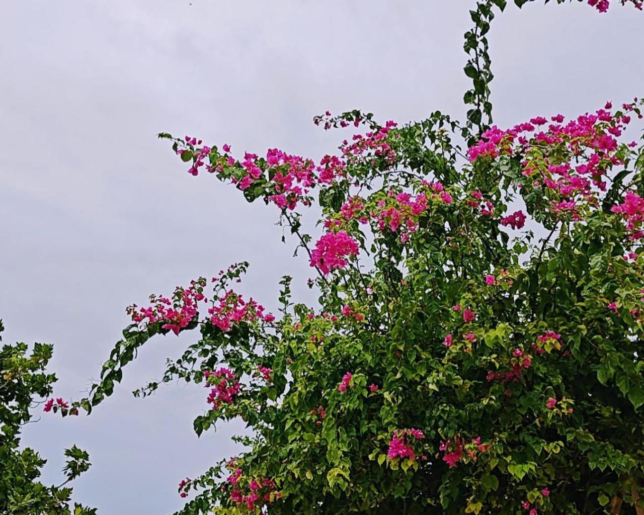 Bougan Villea Retreat Bodufolhudhoo المظهر الخارجي الصورة
